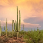 Игровой автомат Wild West Gold Megaways - новый тренд онлайн-развлечений