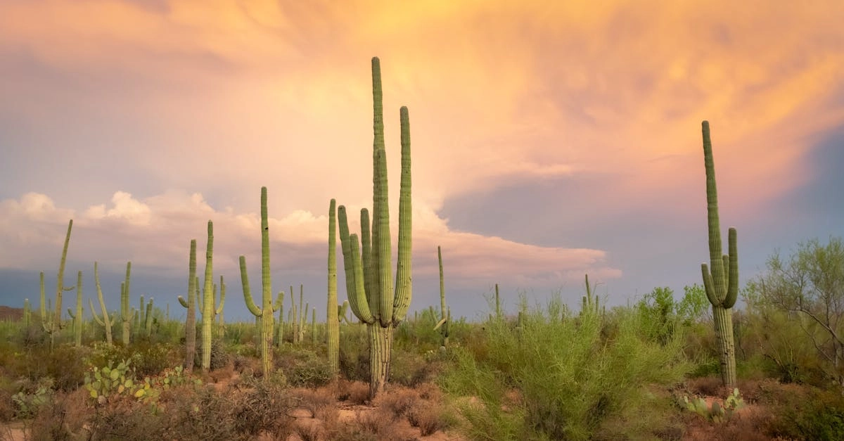 Игровой автомат Wild West Gold Megaways - новый тренд онлайн-развлечений