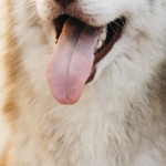 Слот-игра The Dog House Megaways с барабанами и игровым интерфейсом