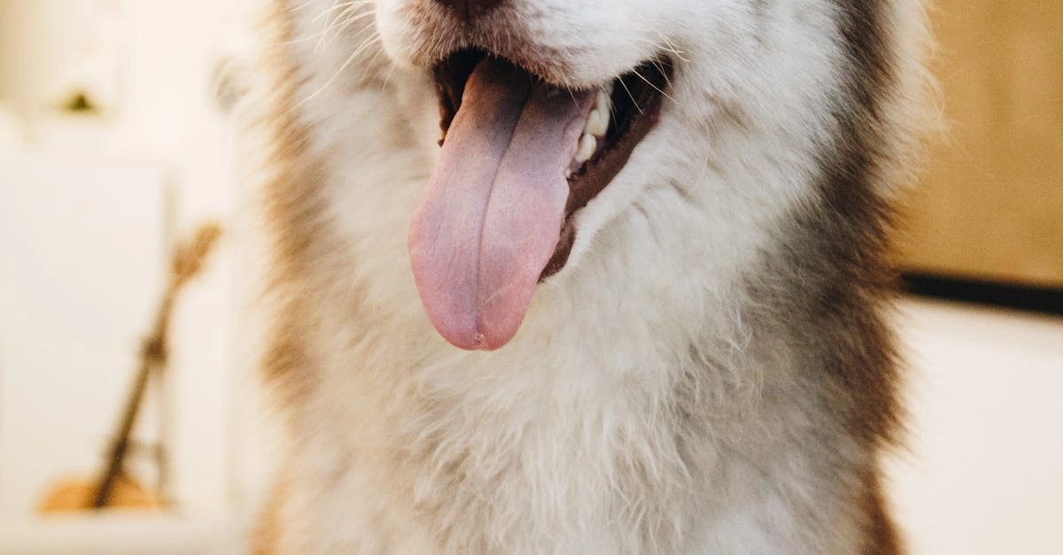 Слот-игра The Dog House Megaways с барабанами и игровым интерфейсом